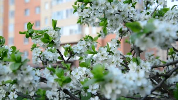 Plum blossoms mot bakgrund av hus — Stockvideo