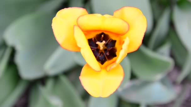 Красивий жовтий тюльпан, вид зверху — стокове відео