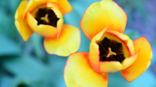 Красивый желтый тюльпан, вид сверху — стоковое видео