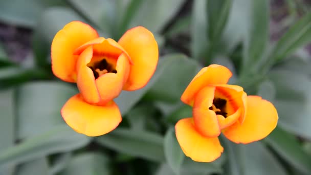 Beautiful yellow tulip,  top view — Stock Video