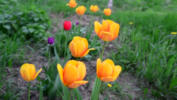 Several yellow tulips on lawn — Stock Video