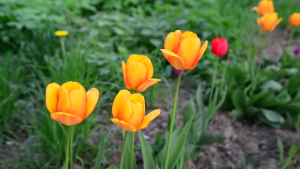 Verschillende gele tulpen op gazon — Stockvideo