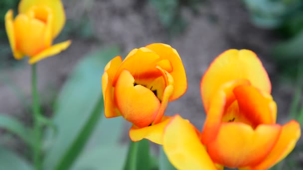 Několik krásných žlutých tulipánů closeup
