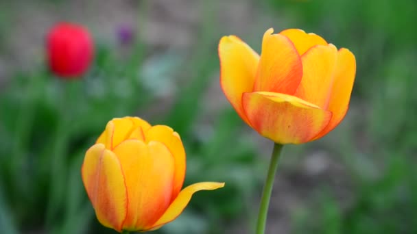 Plusieurs belles tulipes jaunes gros plan — Video