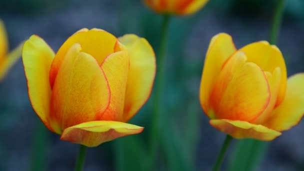 Plusieurs belles tulipes jaunes gros plan — Video