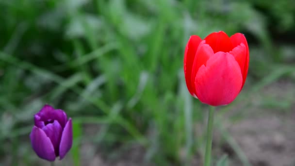 Tulipanes rojos y morados en brisa — Vídeo de stock