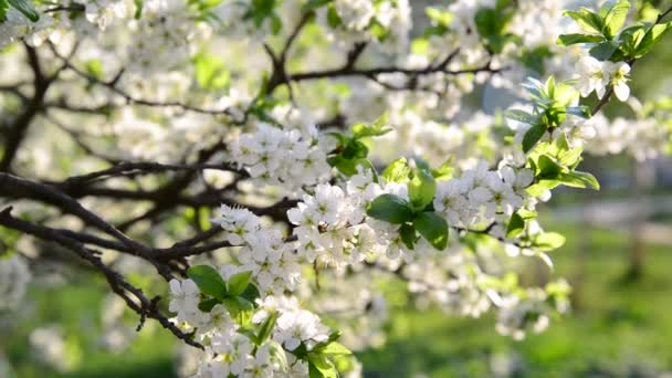 Flowering plum trees in  park at  spring — Stock Video