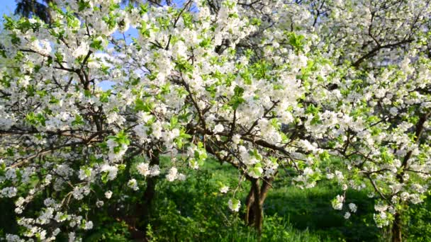 Kvetoucí švestka stromy v parku — Stock video