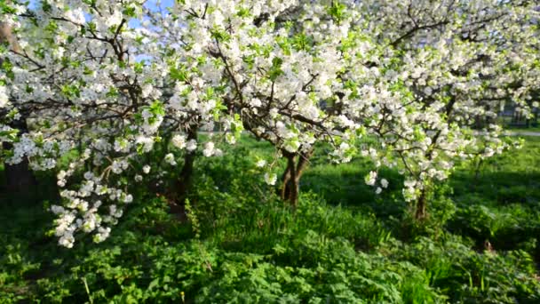 Virágzás szilva fák Park — Stock videók