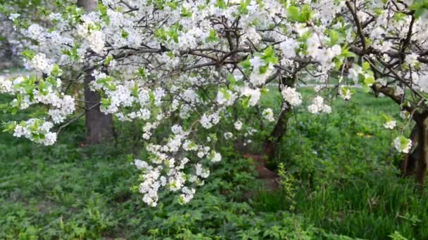 Ciruelas florecientes en el parque en primavera — Vídeos de Stock