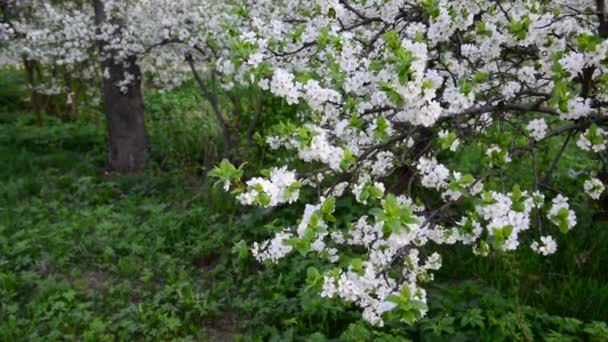 Ciruelas florecientes en el parque en primavera — Vídeo de stock