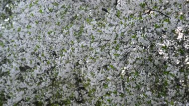 Vişne Bahçesi bol baharda çiçek açan