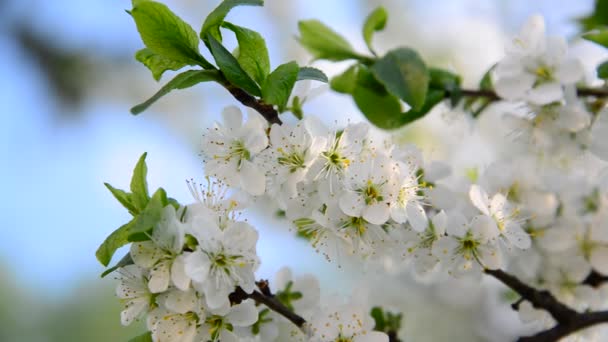 Grote bloemen op pruimenboom in het voorjaar — Stockvideo