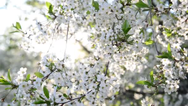 Huerto de cerezos florece abundantemente en primavera — Vídeo de stock