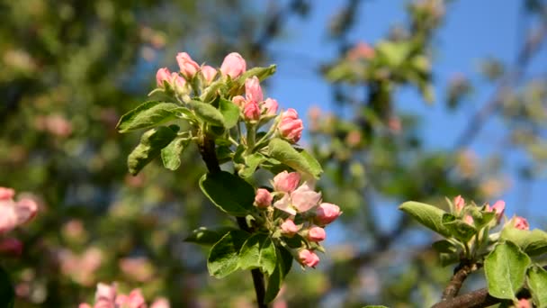 Sprig of apple blossom — Stock Video