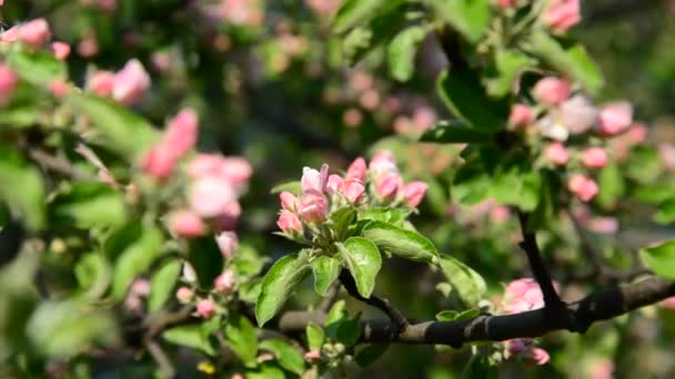 Huerto de manzanas en flor flores rosadas — Vídeo de stock