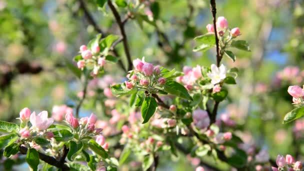 Pomar de maçã em flores rosa flor — Vídeo de Stock