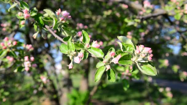 Elma meyve bahçesinde çiçek pembe çiçekler — Stok video