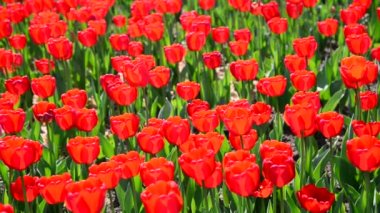 Çiçek tarhında bir sürü kırmızı lale var.