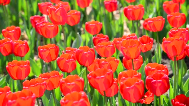 Muitas tulipas vermelhas varietais no canteiro de flores — Vídeo de Stock