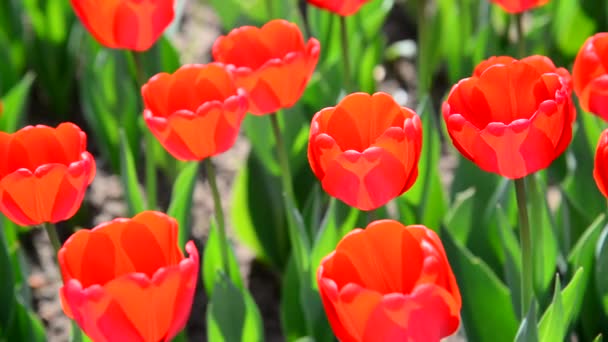 Muitas tulipas vermelhas varietais no canteiro de flores — Vídeo de Stock