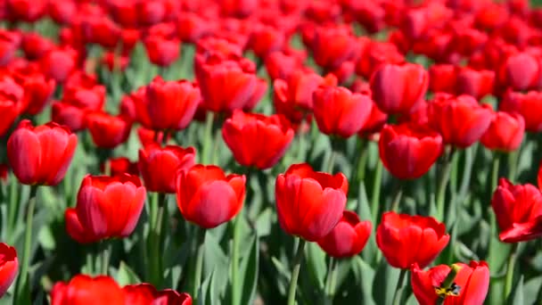 Beaucoup de tulipes rouges variétales sur le lit de fleurs — Video