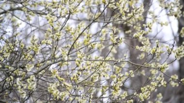 Erken baharda çiçek açması söğüt