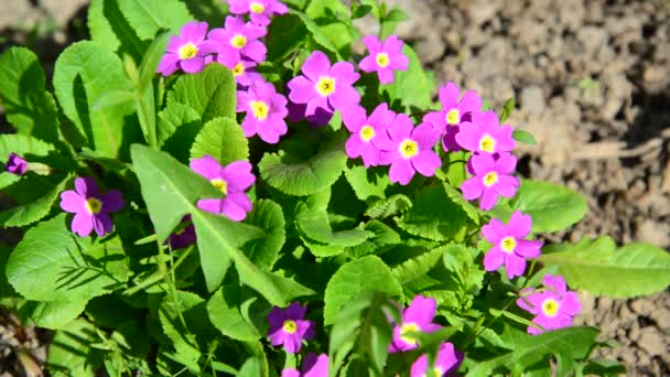 Violet in  flowerbed outside in  spring — Stock Video