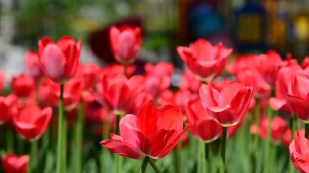 Muchos tulipanes rosados varietales en el macizo de flores — Vídeo de stock