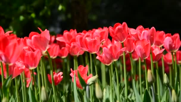 Veel varieteit roze tulpen op bloembed — Stockvideo