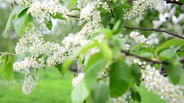 Rüzgar ilkbaharda çiçek açan kuş kiraz