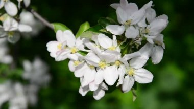 Büyük elma çiçekler Bahar Dalı
