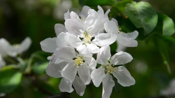 Huerto de manzanas en flor flores blancas — Vídeo de stock