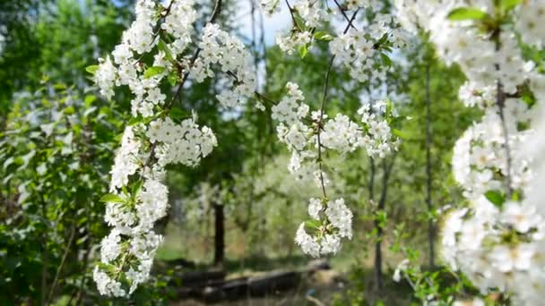 Cerisier floraison abondante au printemps — Video