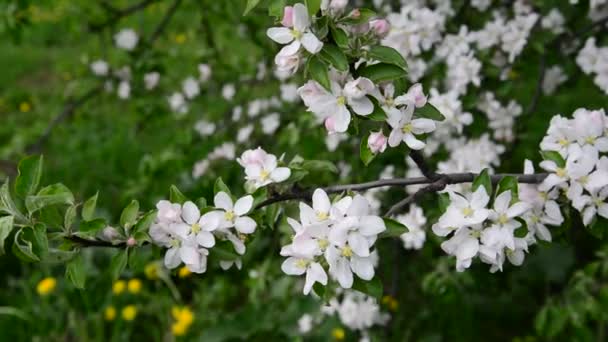 Huerto de manzanas en flor flores blancas — Vídeos de Stock