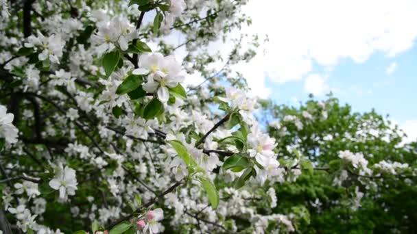 Sadu w białe kwiaty — Wideo stockowe