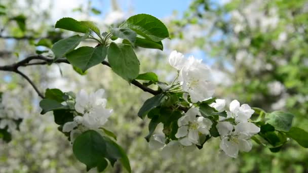 Huerto de manzanas en flor flores blancas — Vídeo de stock