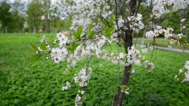 třešeň s bílými květy na jaře