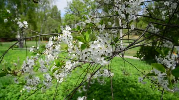 Cerejeira com flores brancas na primavera — Vídeo de Stock