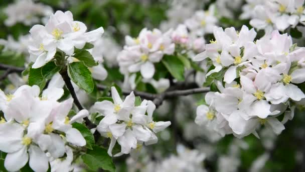 Flores grandes de manzana en rama en primavera — Vídeo de stock