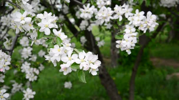 Appelboomgaard in bloei witte bloemen — Stockvideo
