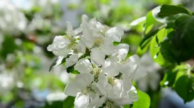 Elma meyve bahçesinde çiçek beyaz çiçekler