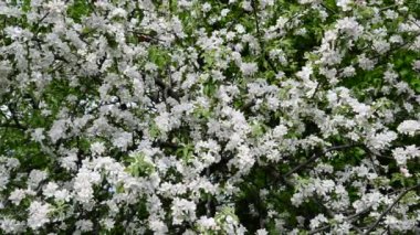 Elma meyve bahçesinde çiçek beyaz çiçekler