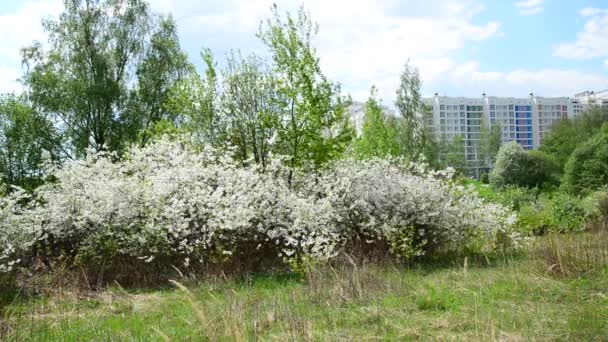 Körsbärsträden blomma på bakgrund av staden — Stockvideo