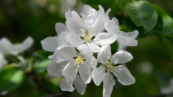 Huerto de manzanas en flor flores blancas — Vídeos de Stock