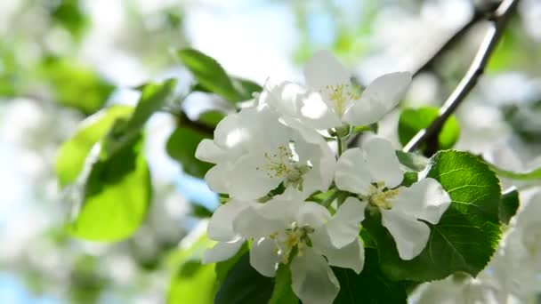 Huerto de manzanas en flor flores blancas — Vídeo de stock