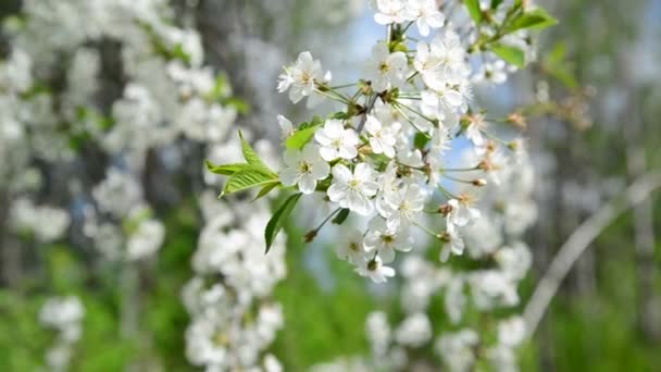 Huerto de cerezos florece abundantemente en primavera — Vídeos de Stock