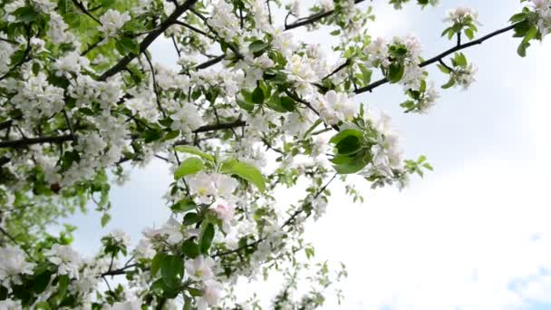Des branches fleuries de pommiers contre le ciel 