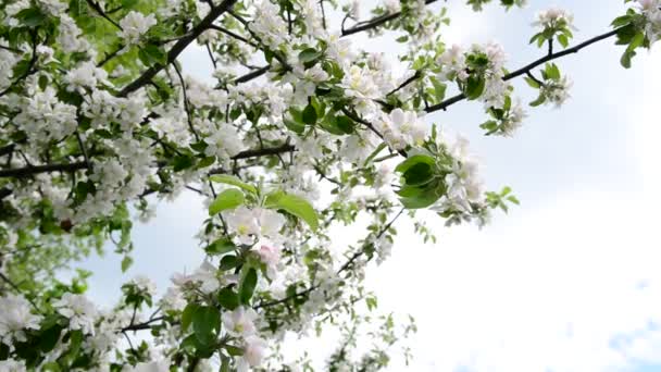 Blühende Äste von Apfelbäumen gegen den Himmel — Stockvideo