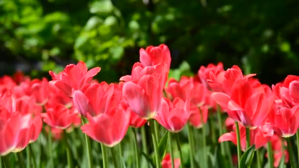 Mnoho odrůdově růžových tulipánů na záhonu — Stock video